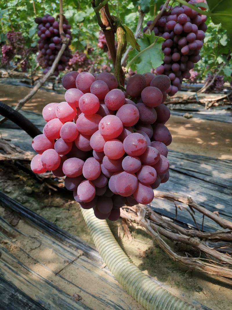 红提葡萄苗，果粒大，果肉脆，色泽艳果实可远途运输长期存储