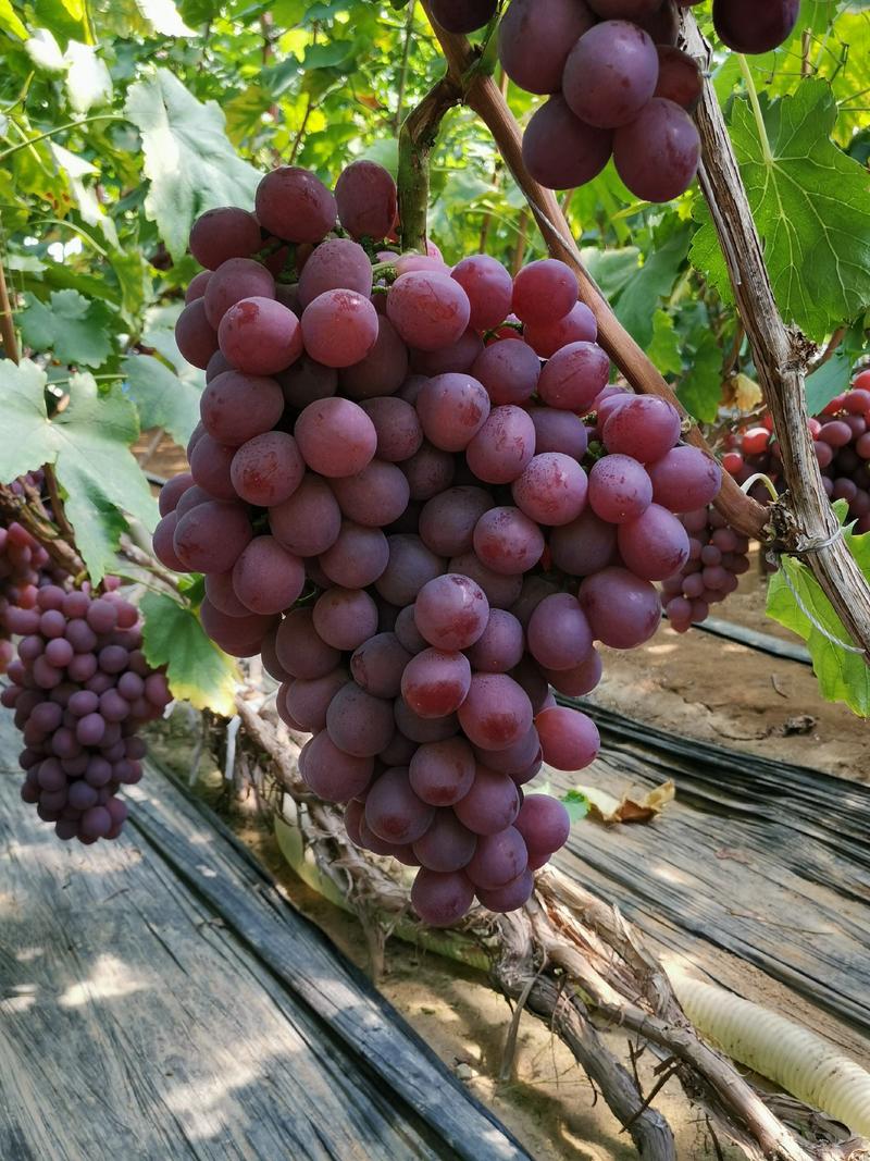 红提葡萄苗，果粒大，果肉脆，色泽艳果实可远途运输长期存储