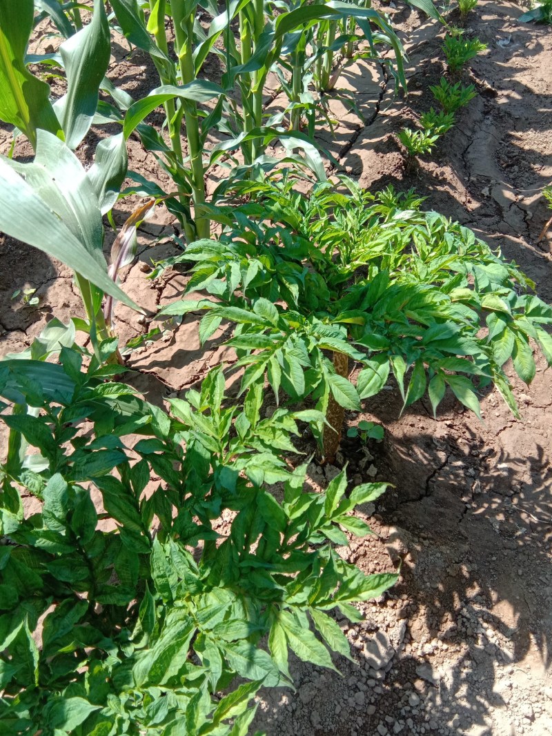 魔芋，魔芋豆腐，魔芋种子