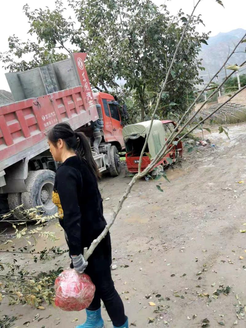 无刺成品3-4花椒树