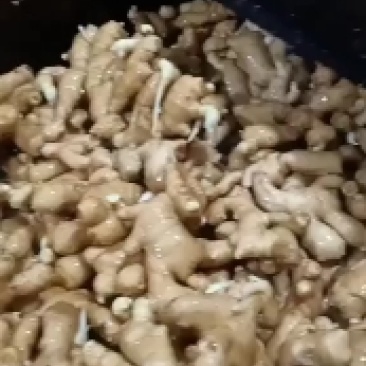 优质生姜产地批发大量供应大黄姜小黄姜