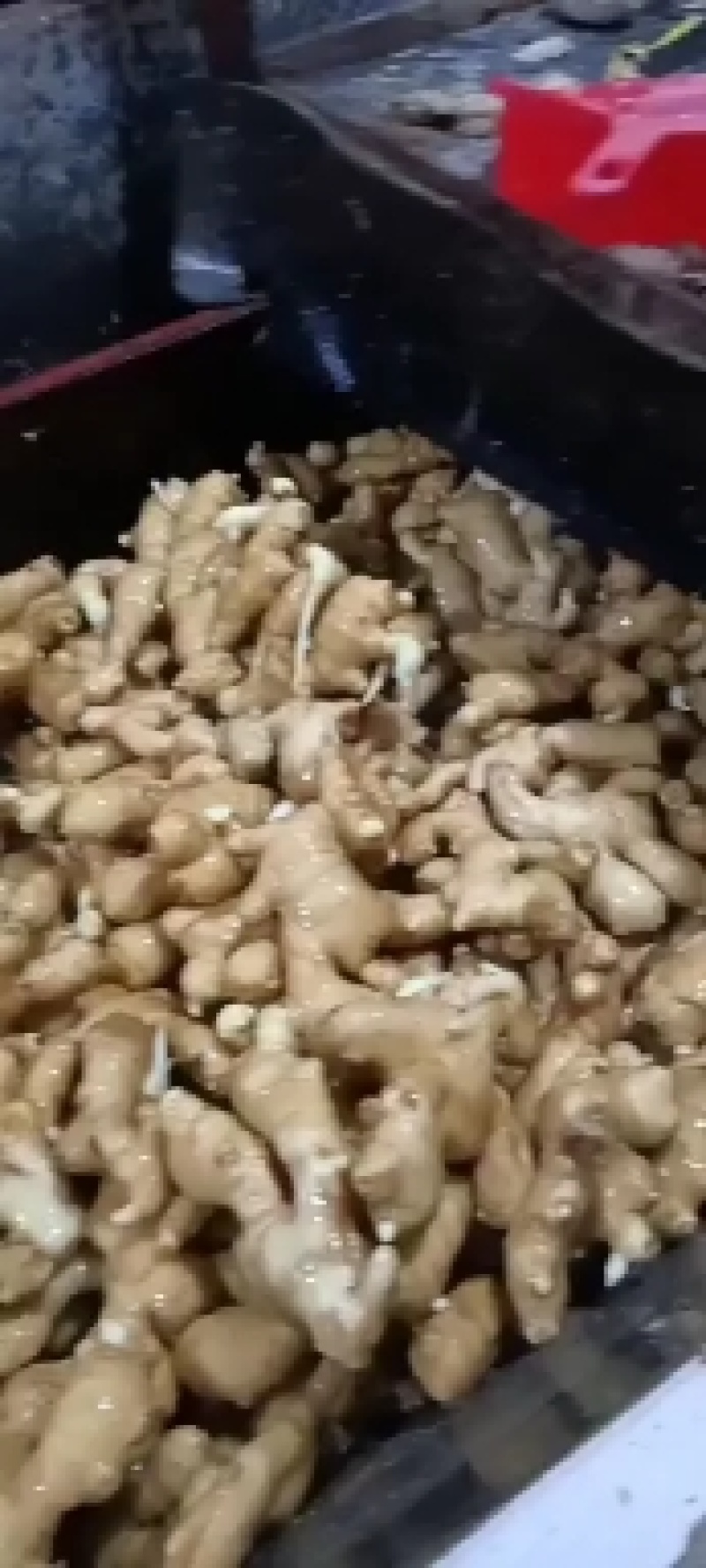 优质生姜产地批发大量供应大黄姜小黄姜