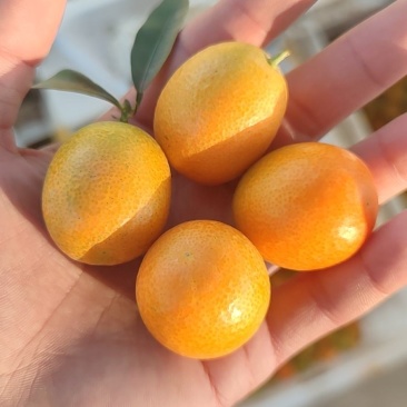 金桔又甜又好吃味道杆杆的
