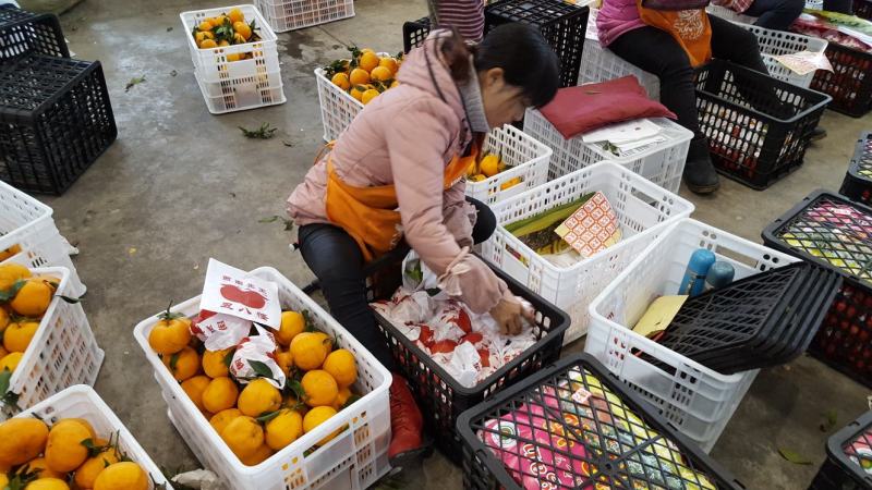 四川乐山井研88号农场春见耙耙柑12月10日上市