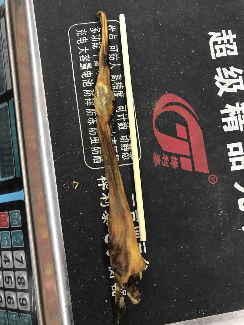 狗鞭整只狗鞭天然晾晒无杂质一手货源