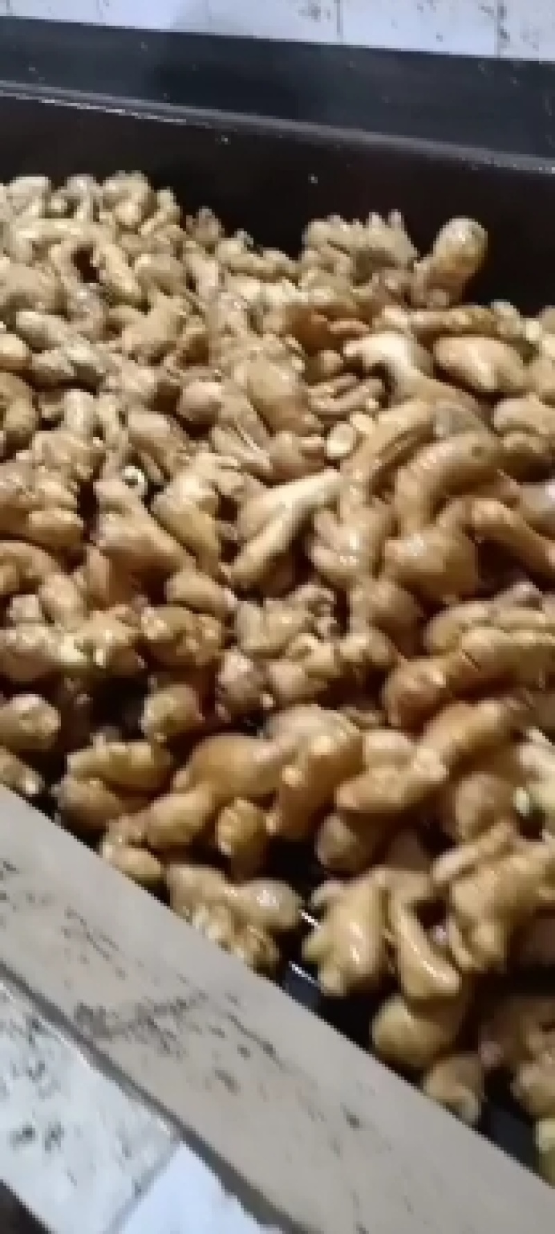 优质生姜产地批发大量供应大黄姜小黄姜