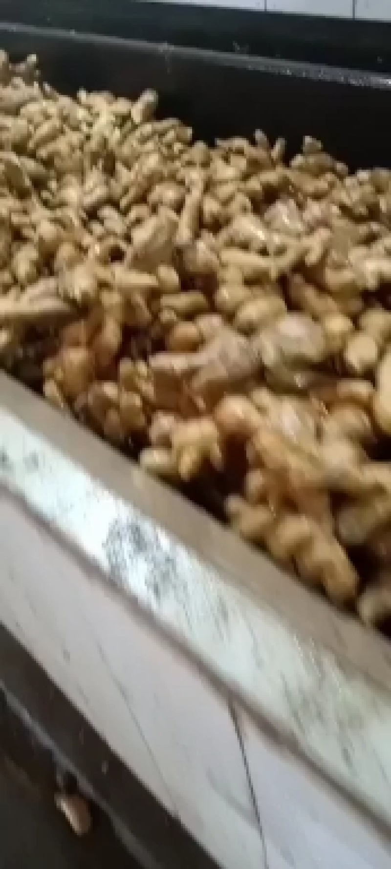 优质生姜产地批发大量供应大黄姜小黄姜