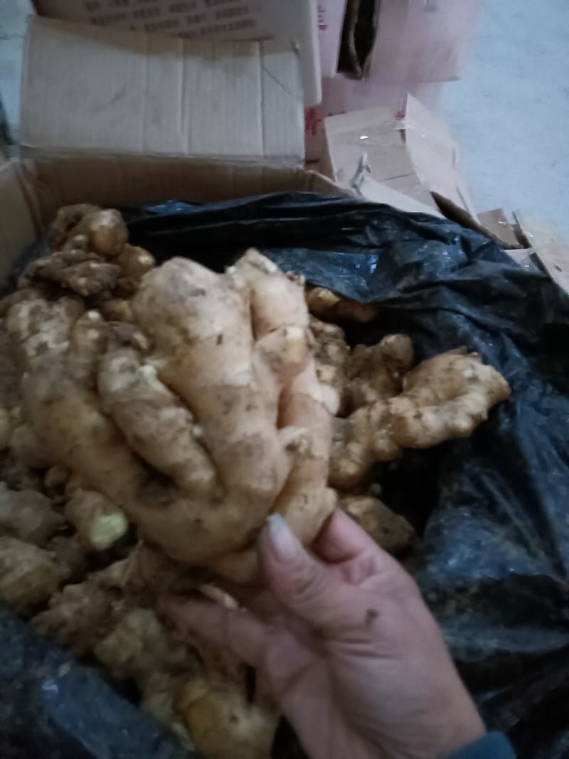 优质生姜产地批发大量供应大黄姜小黄姜