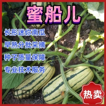 蜜船长圆形绿条纹美味小南瓜种子早熟品质优良