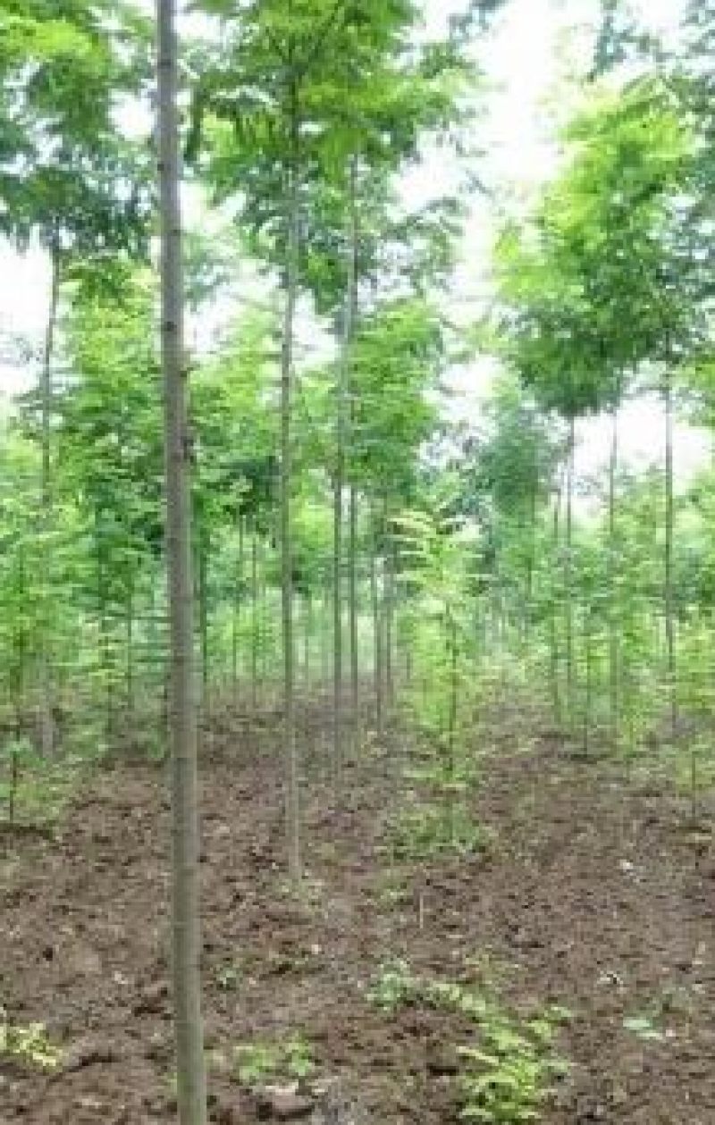 刺槐5-10公分速生刺槐，货源充足，清地处理