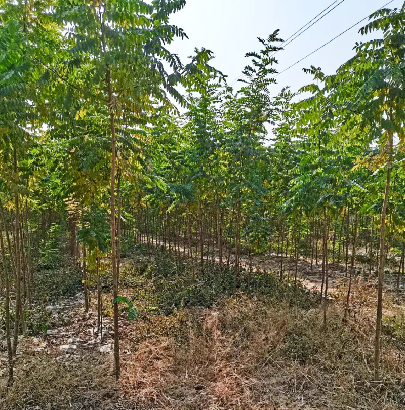 刺槐5-10公分速生刺槐，货源充足，清地处理
