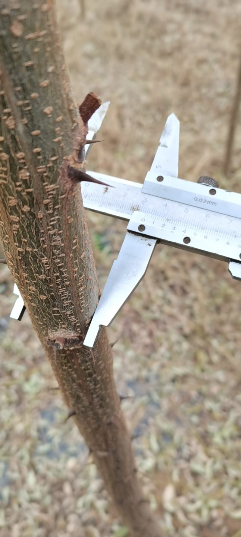刺槐5-10公分速生刺槐，货源充足，清地处理