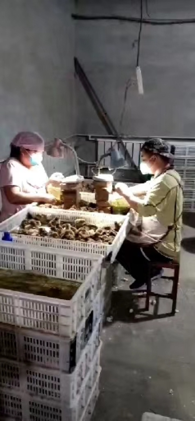 土鸡苗公鸡苗批发，量大免费送保温棚，量大专车发货