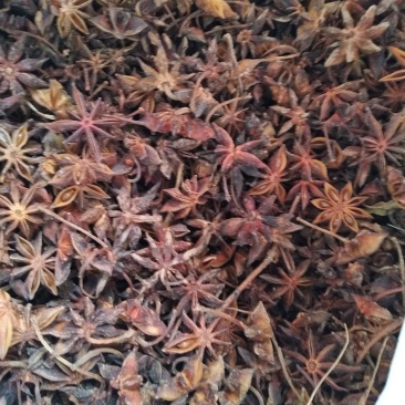 广西柳州大瑶山大红八角香料