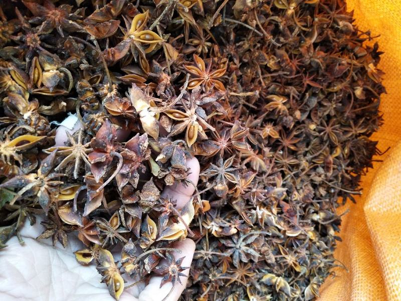 广西柳州大瑶山大红八角香料