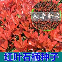 当年新采摘红叶石楠种子红罗宾石楠种子绿化苗木种子
