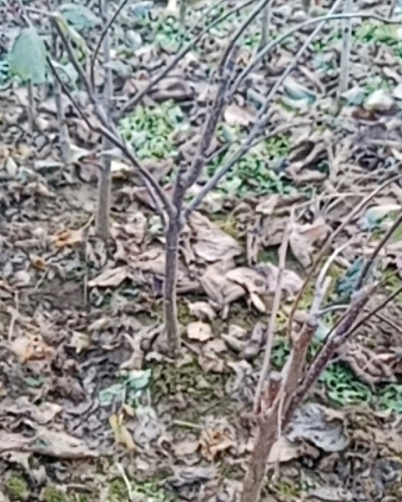 苹果苗树鸡心果苗嫁接苗果树苗盆栽地栽南方北方种植当年