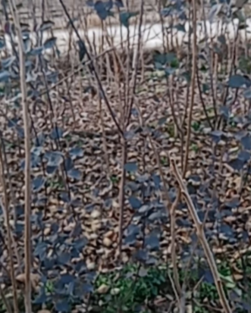 果树苗批发花牛苹果苗嫁接苹果树苗当年结果南方北方种植