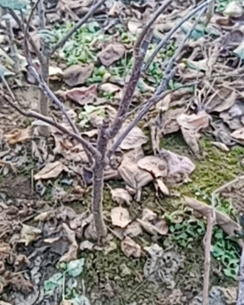 果树苗嫁接苹果树苗澳洲青苹果苗当年结果南方北方种植