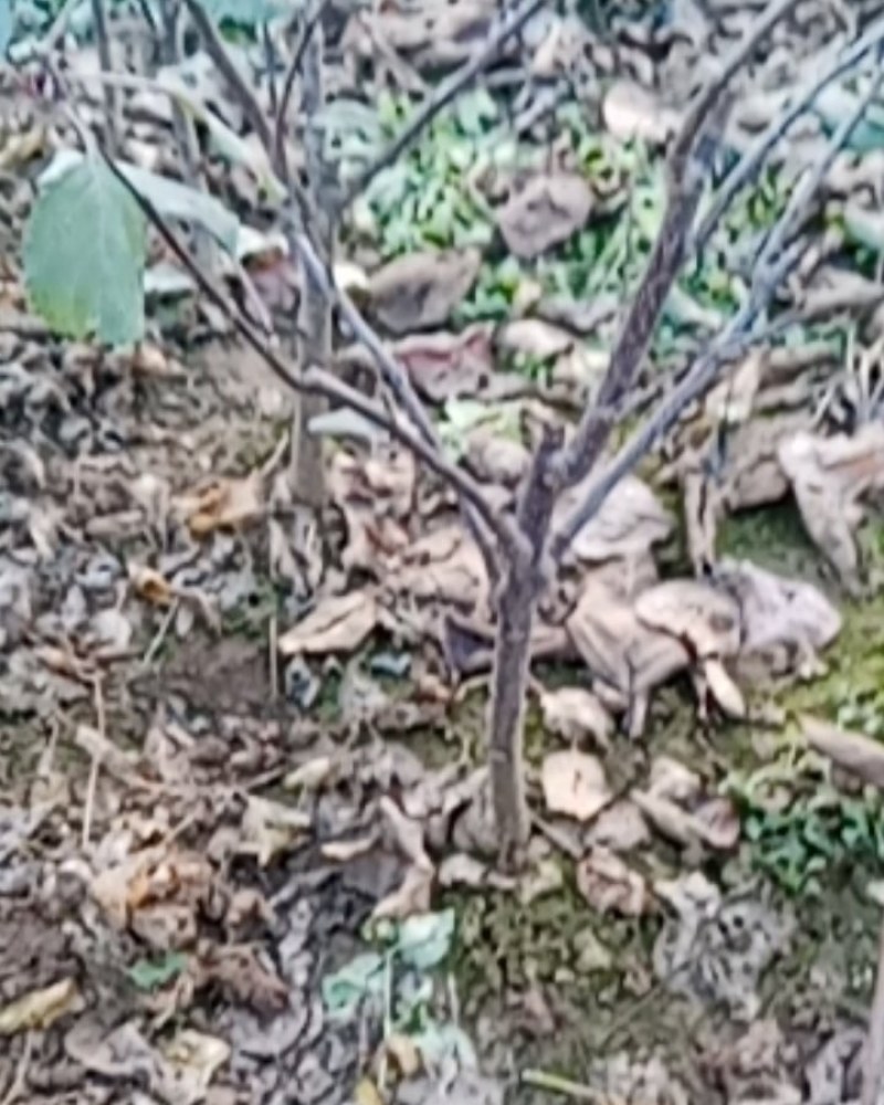 苹果树苗北方种植地栽室外盆栽南方种植红富士冰糖心苹果当年