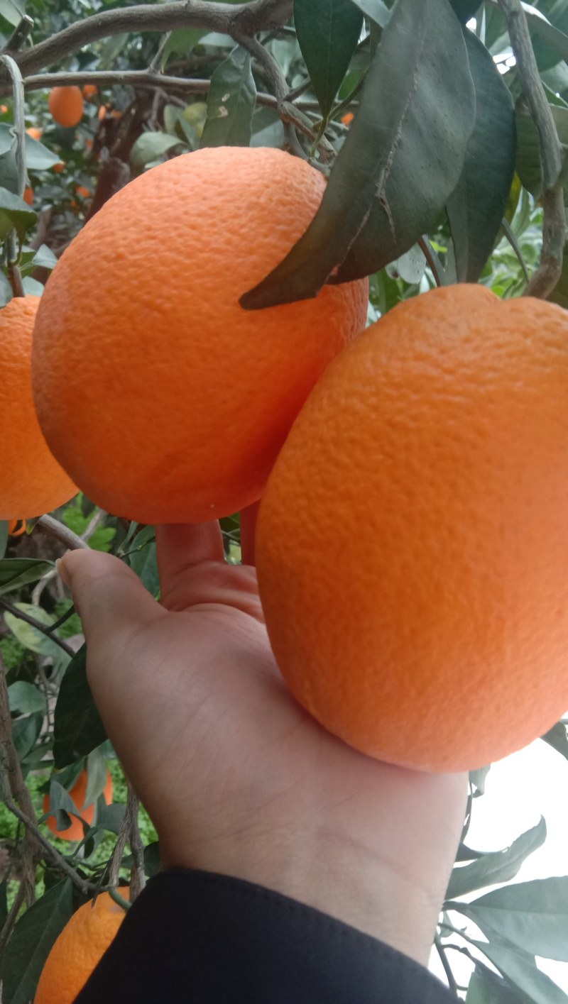 【精选橙子】脐橙纽荷尔伦晚大量上市区口感好品种