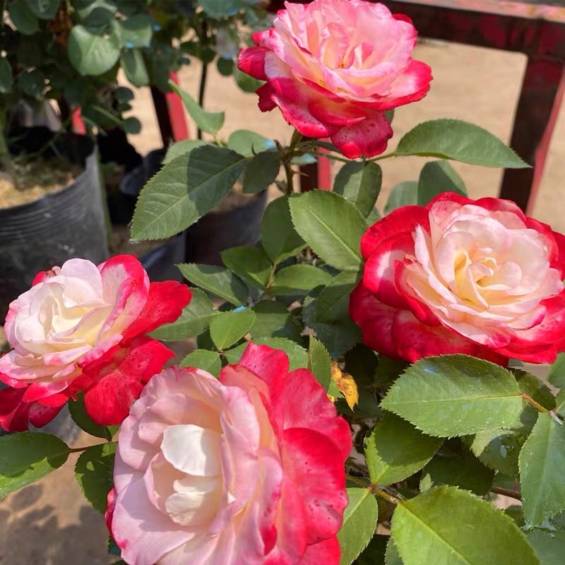 红双喜月季花苗多季开花植物浓香大花玫瑰花卉丰花月季盆栽
