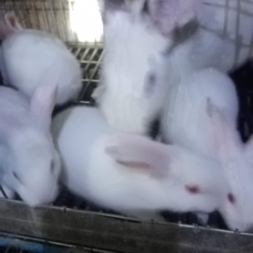 【基地直供】优质商品兔种兔幼兔肉兔规格齐全量大可批发