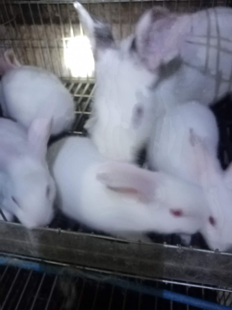 【基地直供】优质商品兔种兔幼兔肉兔规格齐全量大可批发