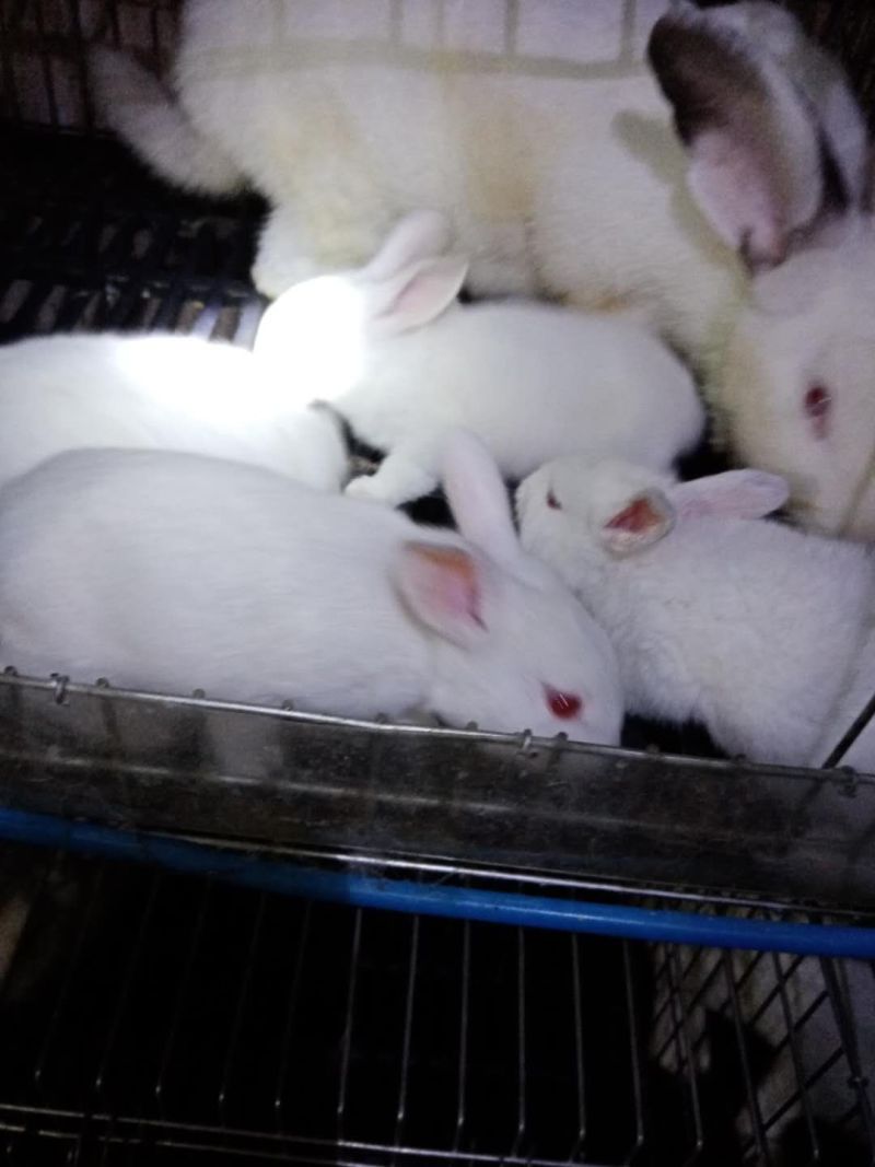 【基地直供】优质商品兔种兔幼兔肉兔规格齐全量大可批发