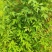 无硫野生鬼针草干段不包邮