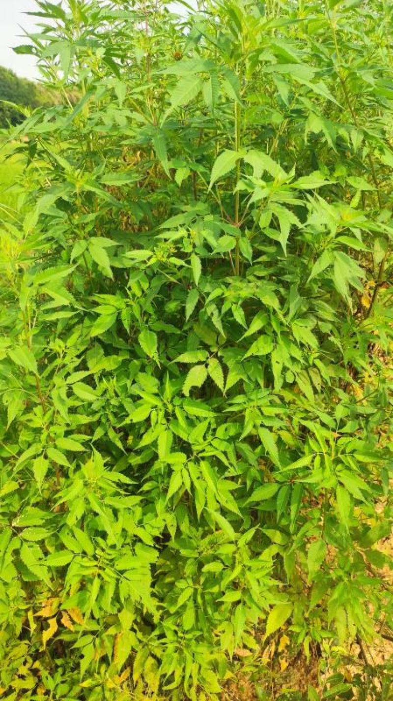 无硫野生鬼针草干段不包邮