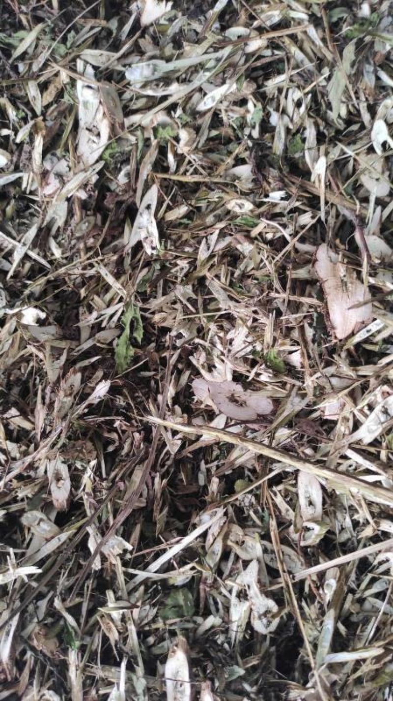 无硫野生鬼针草干段不包邮