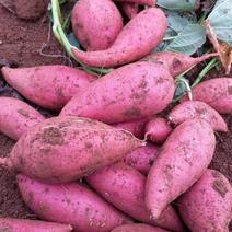 广东万亩红薯，西瓜红，紫罗兰，贵经八号，产地直装