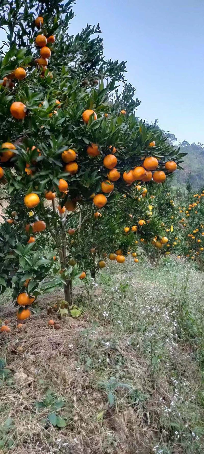 云南本地碰柑，汁多肉厚，皮薄，口感好。