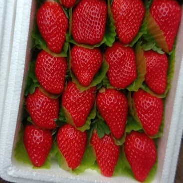 草莓，甜宝草莓。海阳奶油甜宝草莓，章姬草莓。支持各种包装