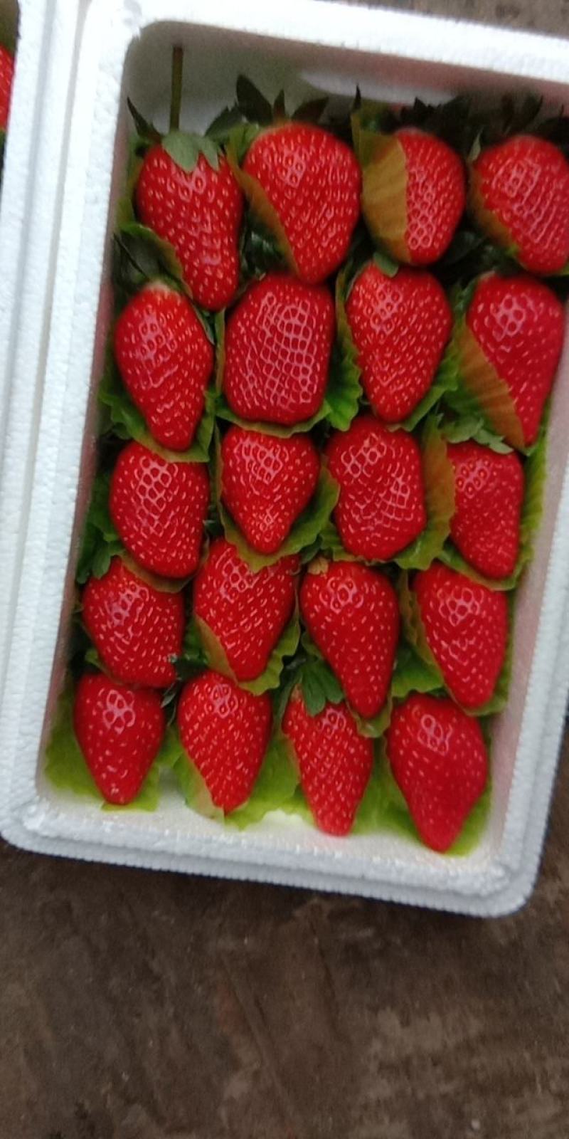 草莓，甜宝草莓。海阳奶油甜宝草莓，章姬草莓。支持各种包装