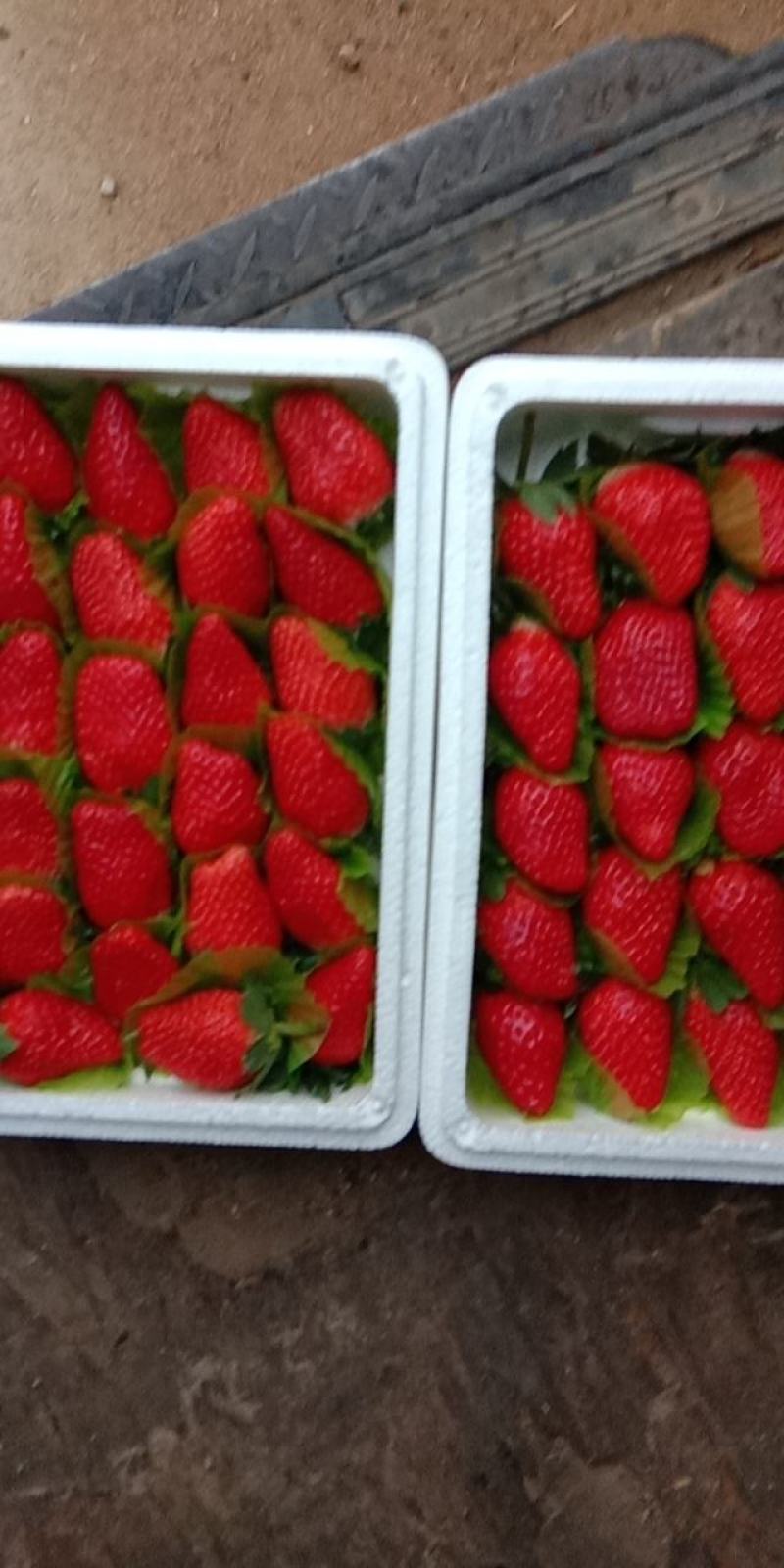 草莓，甜宝草莓。海阳奶油甜宝草莓，章姬草莓。支持各种包装