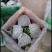 温室大棚小吊瓜熟度好口感佳可供批发市场商超电商