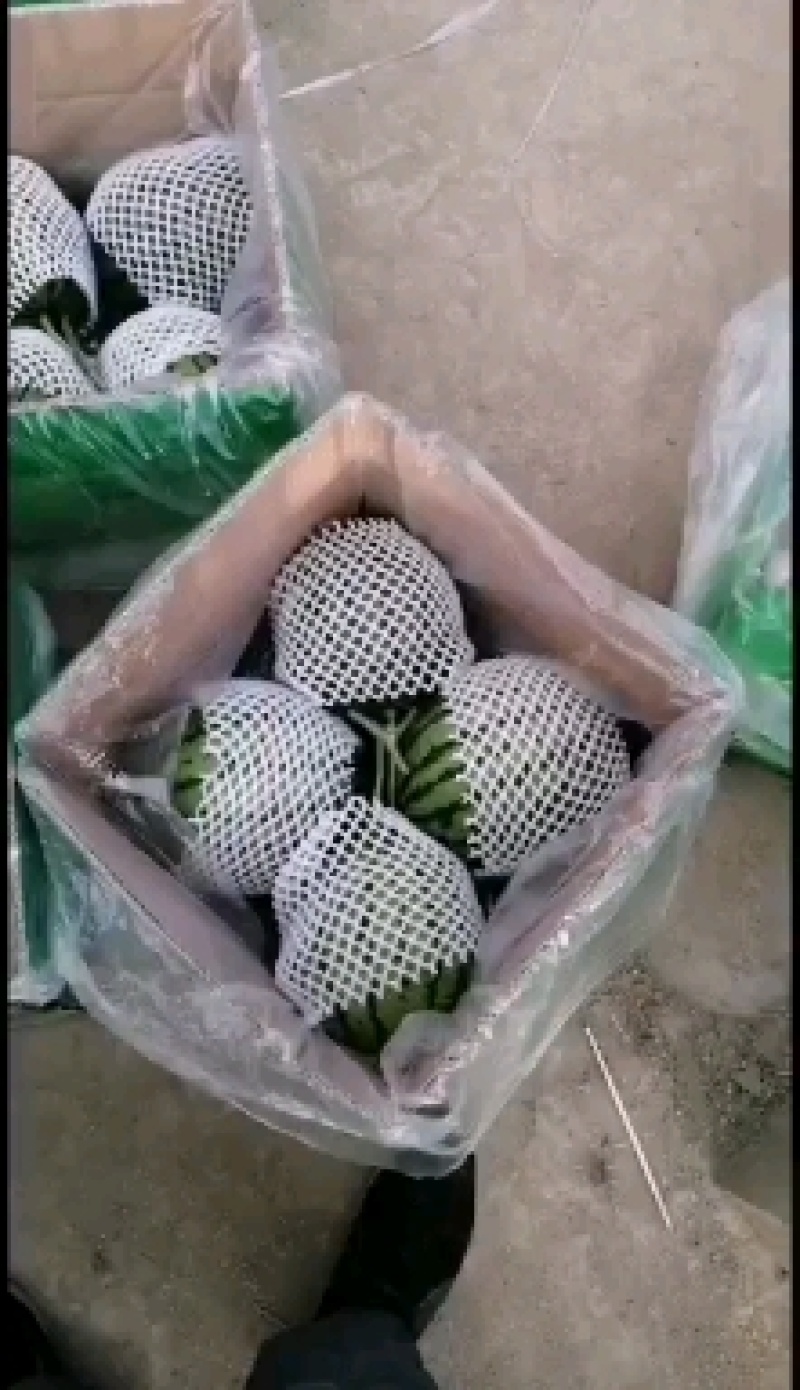 温室大棚小吊瓜熟度好口感佳可供批发市场商超电商