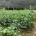 广西大红八角(直生裸根苗、嫁接苗)供应5万株