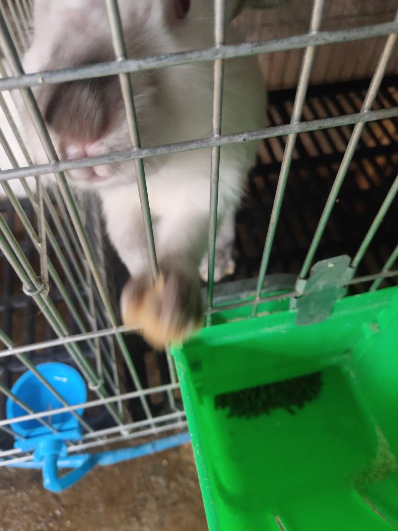 出售种兔，商品兔，幼兔，价格美丽，欢迎来电