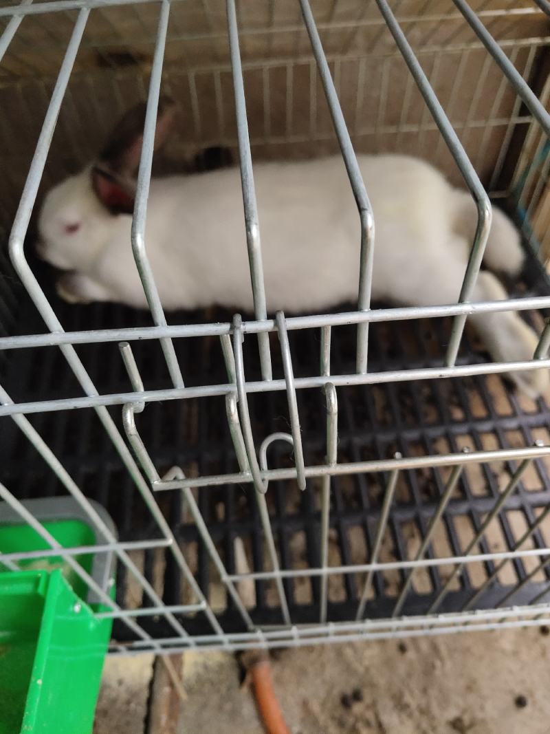 出售种兔，商品兔，幼兔，价格美丽，欢迎来电