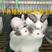 大型伊拉肉兔种兔品种优良全国发货包存活包技术支持
