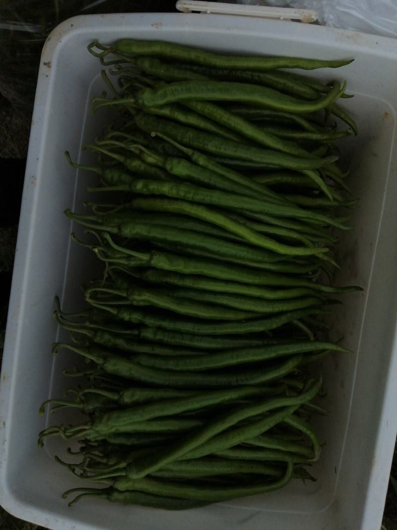 大量供应各种辣椒，8号椒3号线椒52小米椒螺丝椒