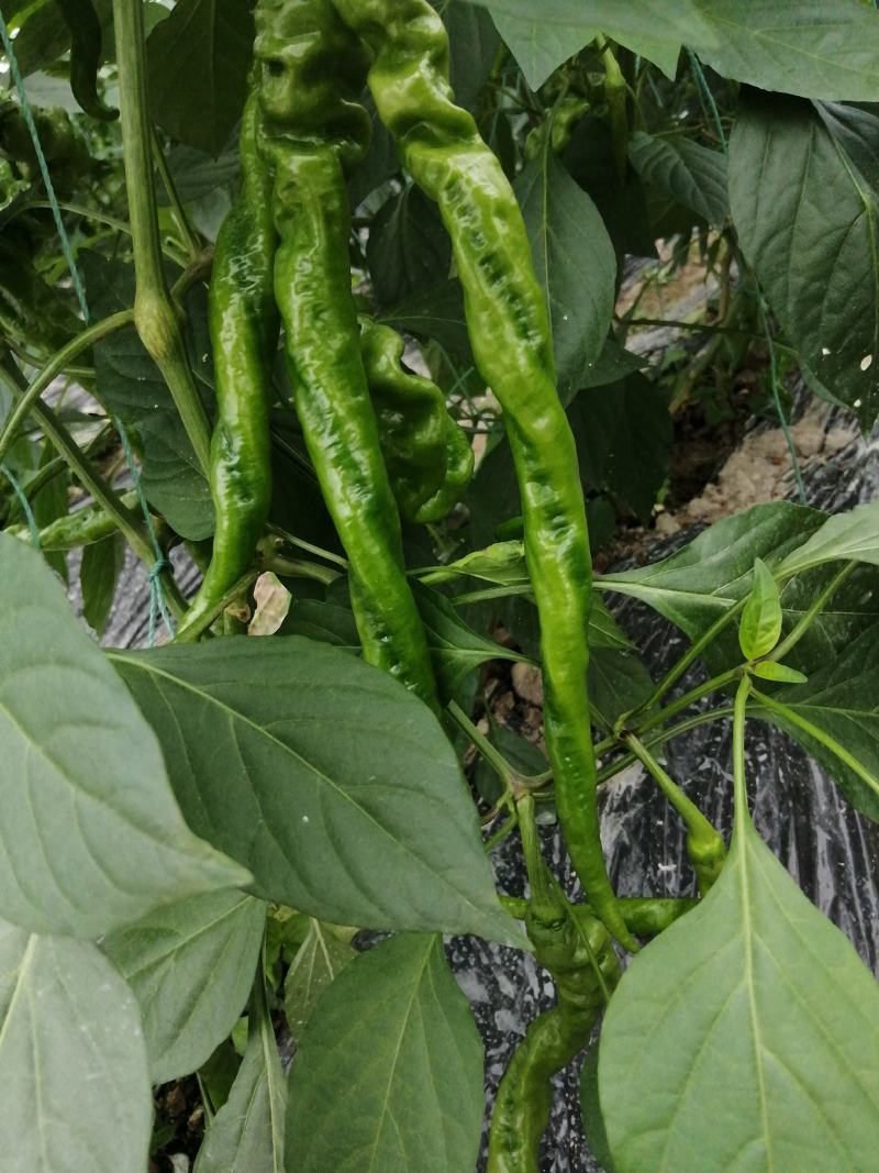 大量供应各种辣椒，8号椒3号线椒52小米椒螺丝椒