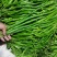 大量供应各种辣椒，8号椒3号线椒52小米椒螺丝椒
