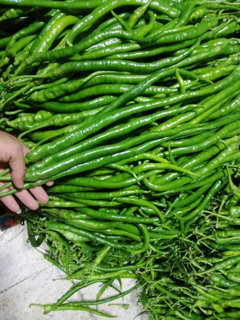 大量供应各种辣椒，8号椒3号线椒52小米椒螺丝椒