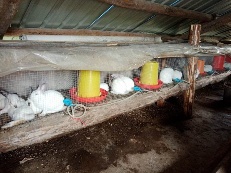 出售种兔，商品兔，幼兔