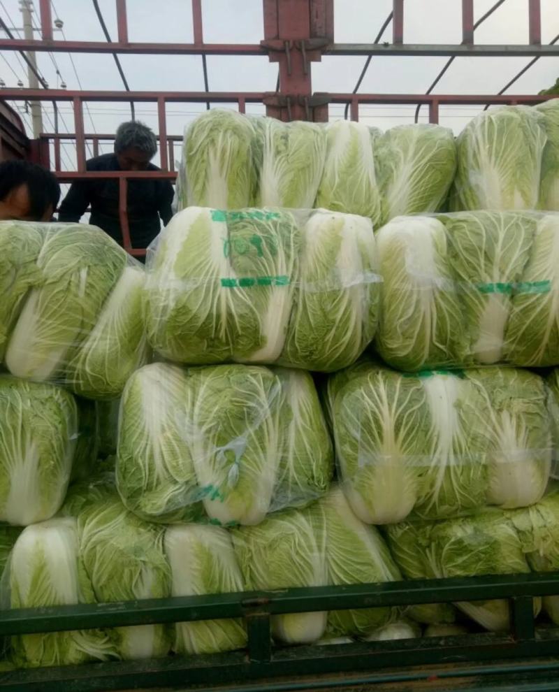 山东优质白菜，白菜产地直销，大量供应一手货源。