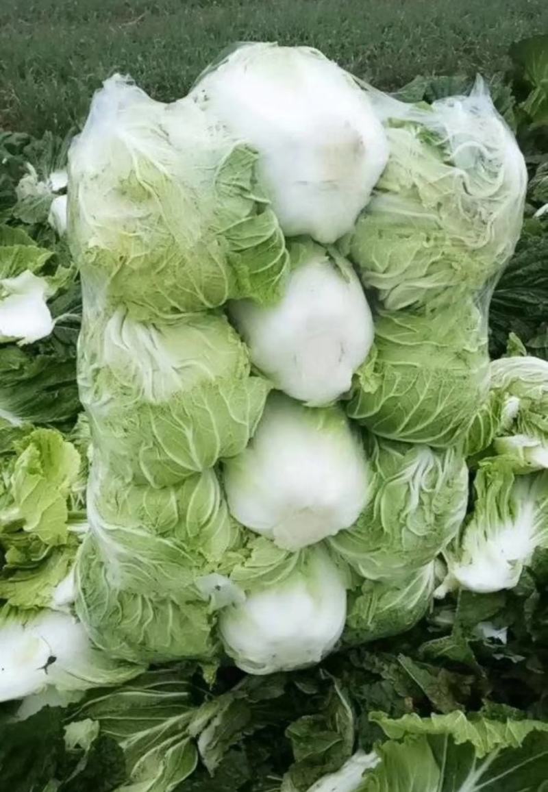 山东优质白菜，白菜产地直销，大量供应一手货源。